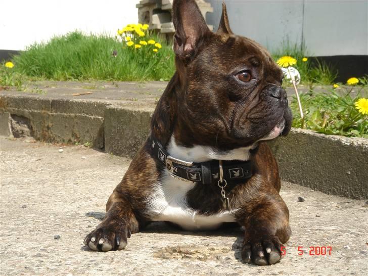 Fransk bulldog Diablo R.I.P :( billede 10