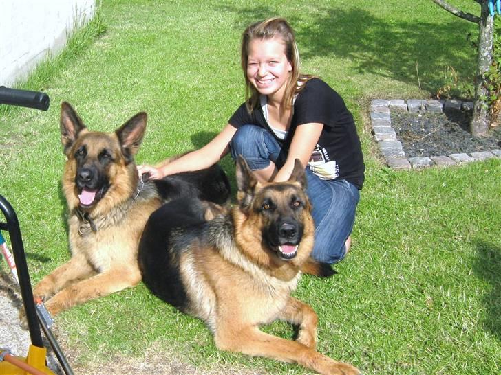 Schæferhund Rocky - ????<3;) billede 6