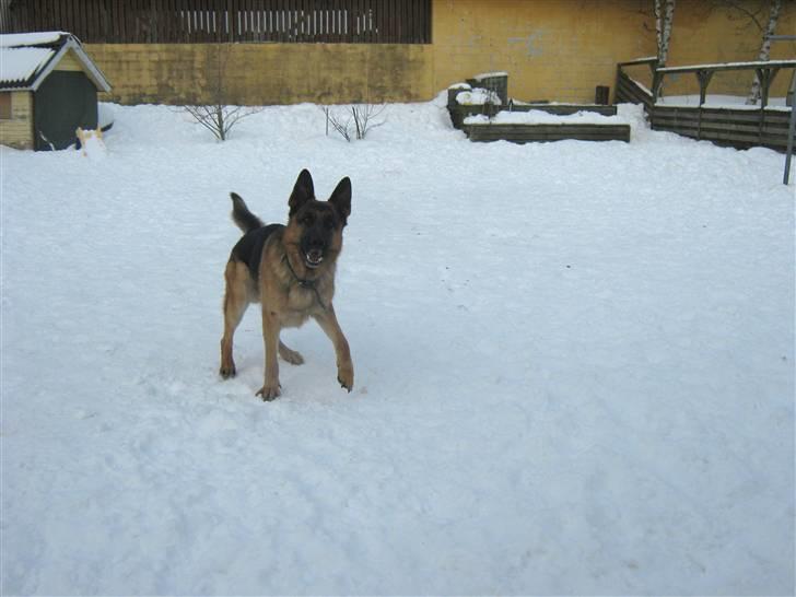 Schæferhund Rocky - Rocky gør :) billede 7