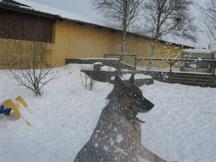 Schæferhund Rocky - han elsker når man kaster med sne :) billede 8
