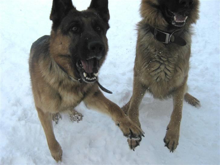 Schæferhund Rocky - De gør :) billede 9