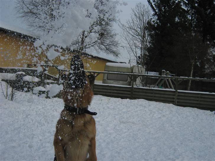 Schæferhund Rocky - Du er skør hund!:) billede 10
