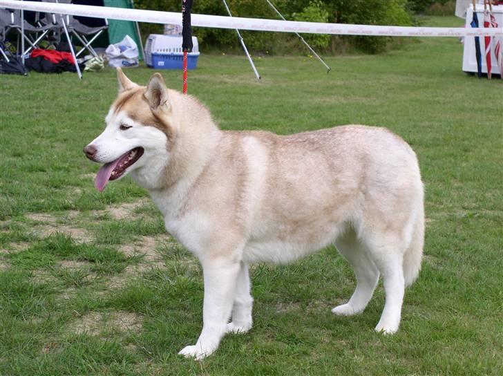 Siberian husky ziemaboras americanbeauty himmel hund billede 15