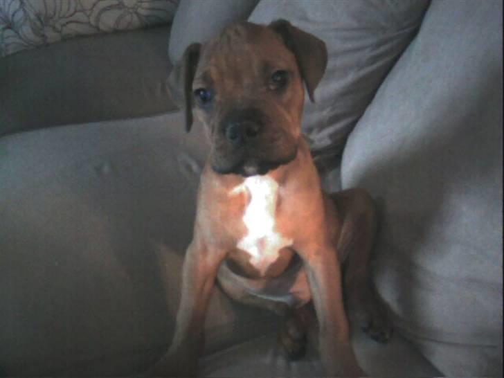 Blanding af racer Kenzo billede 6