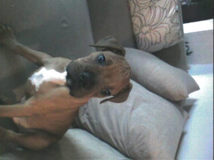 Blanding af racer Kenzo billede 7