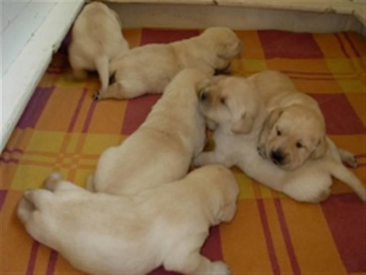 Labrador retriever Zanga - Zanga og lidt af kuldet - cirka 5-7 uger. billede 18