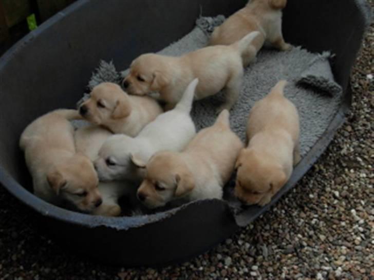 Labrador retriever Zanga - Lille Zanga på 4 uger, og resten af kuldet - De kan næsten ikk være i kurven mere billede 19
