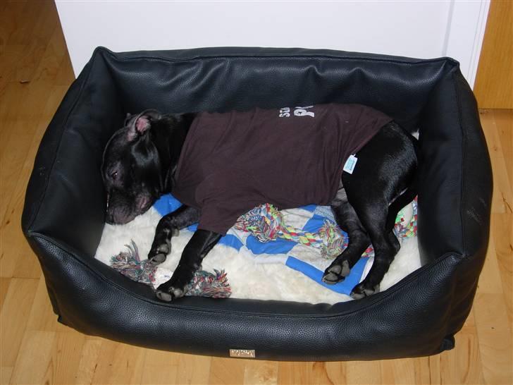 Staffordshire bull terrier Miclu - Eelssker min nye kurv billede 13