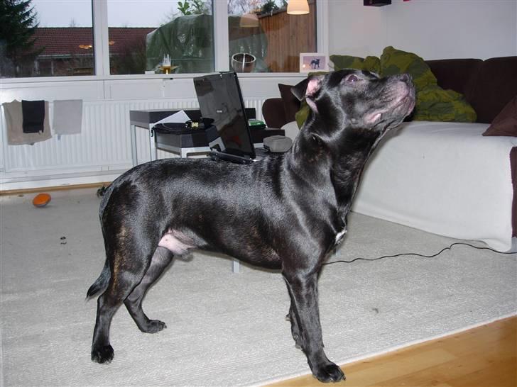 Staffordshire bull terrier Miclu - Øver i at stå inden udstillingen i feb..  billede 14