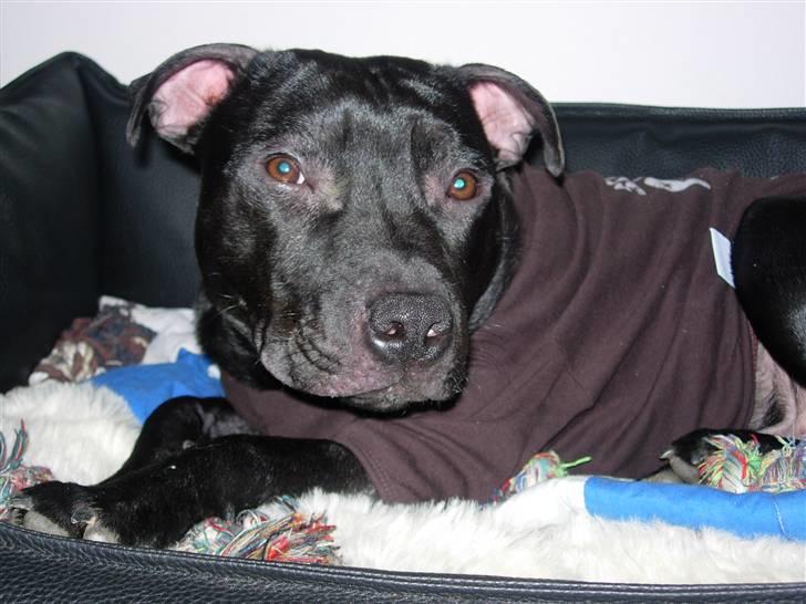 Staffordshire bull terrier Miclu - Er jeg ikke dejlig billede 15