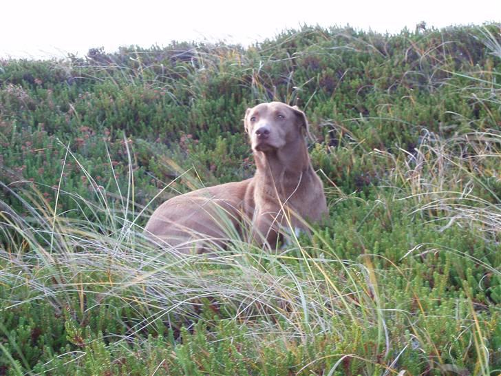 Blanding af racer Græsk gadehund Zari billede 7