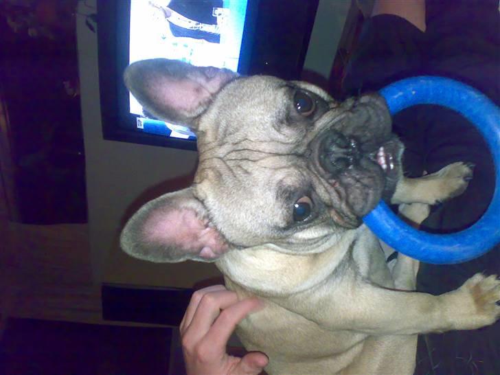 Fransk bulldog cendorria mozart. R.I.P billede 10