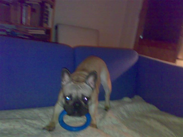 Fransk bulldog cendorria mozart. R.I.P billede 11