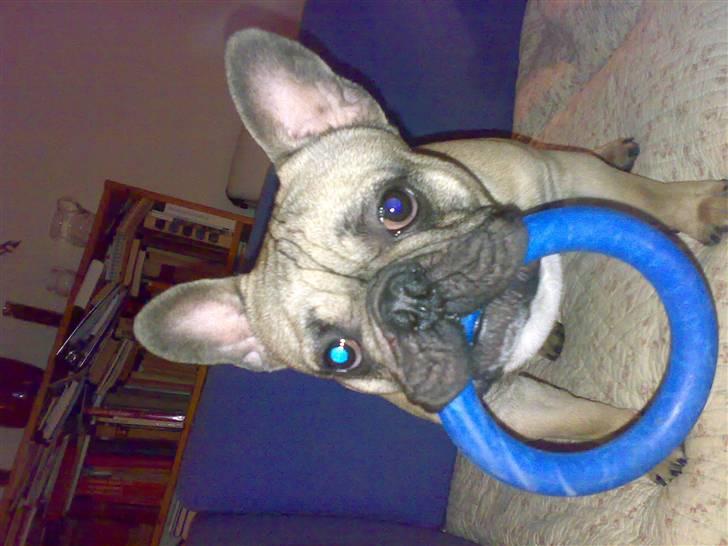 Fransk bulldog cendorria mozart. R.I.P billede 12