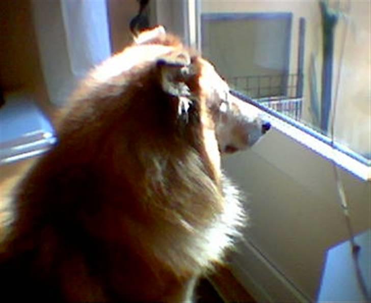 Blanding af racer simba billede 2