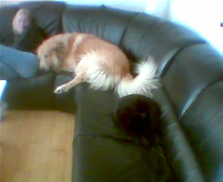 Blanding af racer simba billede 3