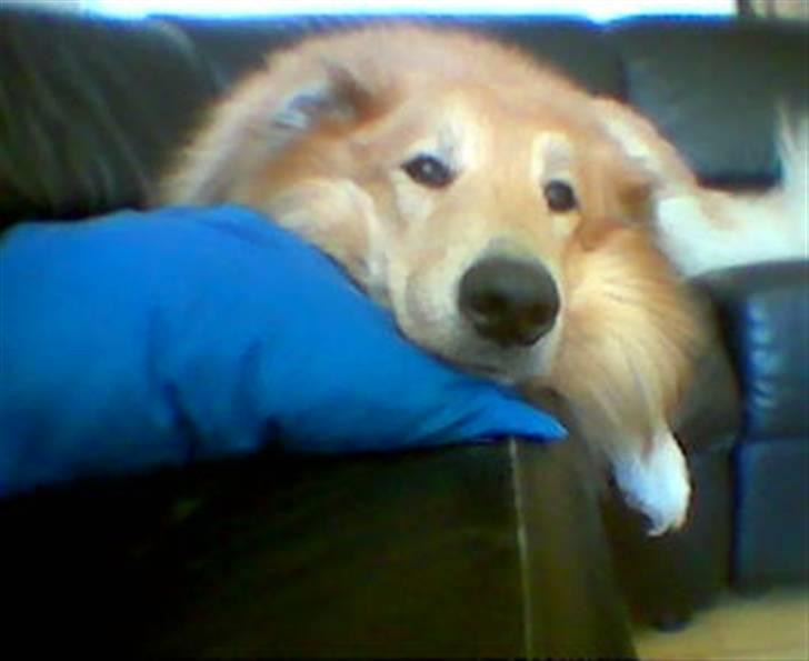 Blanding af racer simba billede 5