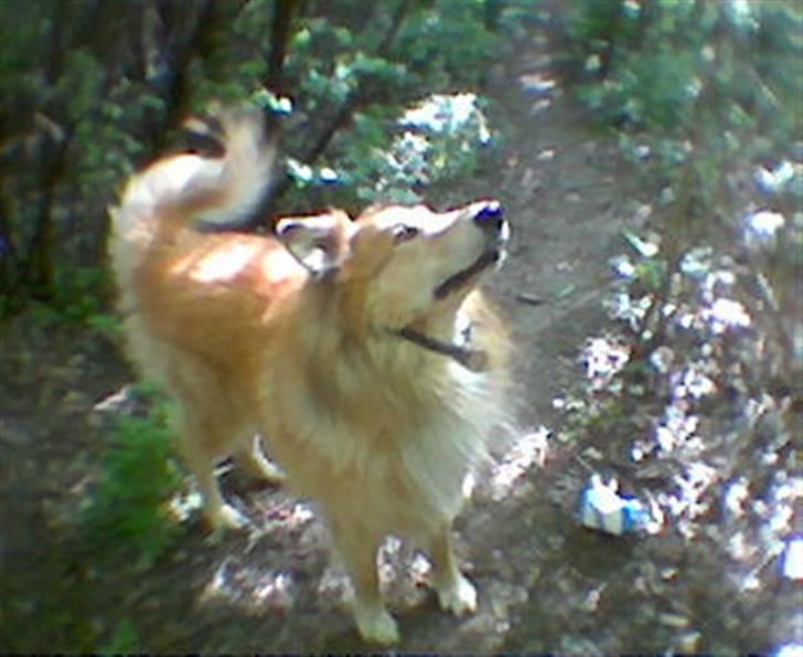 Blanding af racer simba billede 6