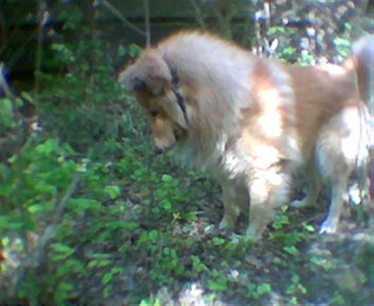 Blanding af racer simba billede 7