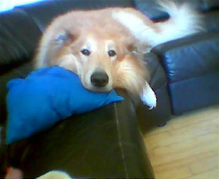 Blanding af racer simba billede 8