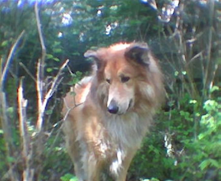 Blanding af racer simba billede 9