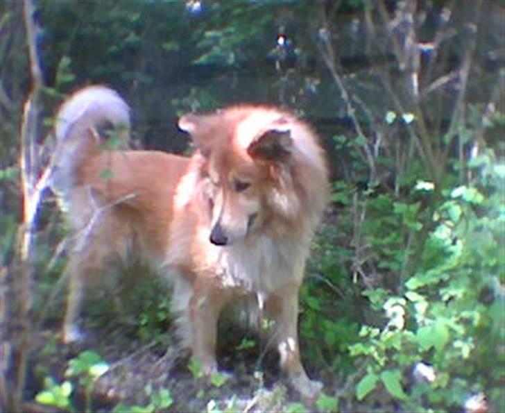 Blanding af racer simba billede 10