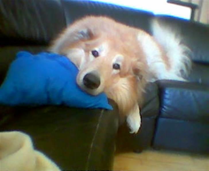 Blanding af racer simba billede 11