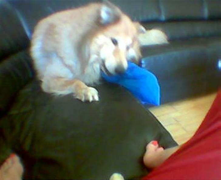 Blanding af racer simba billede 12