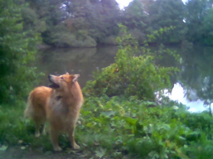 Blanding af racer simba billede 13