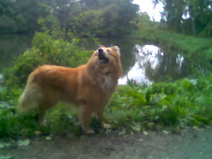 Blanding af racer simba billede 14