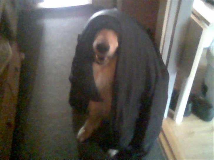 Blanding af racer simba billede 15