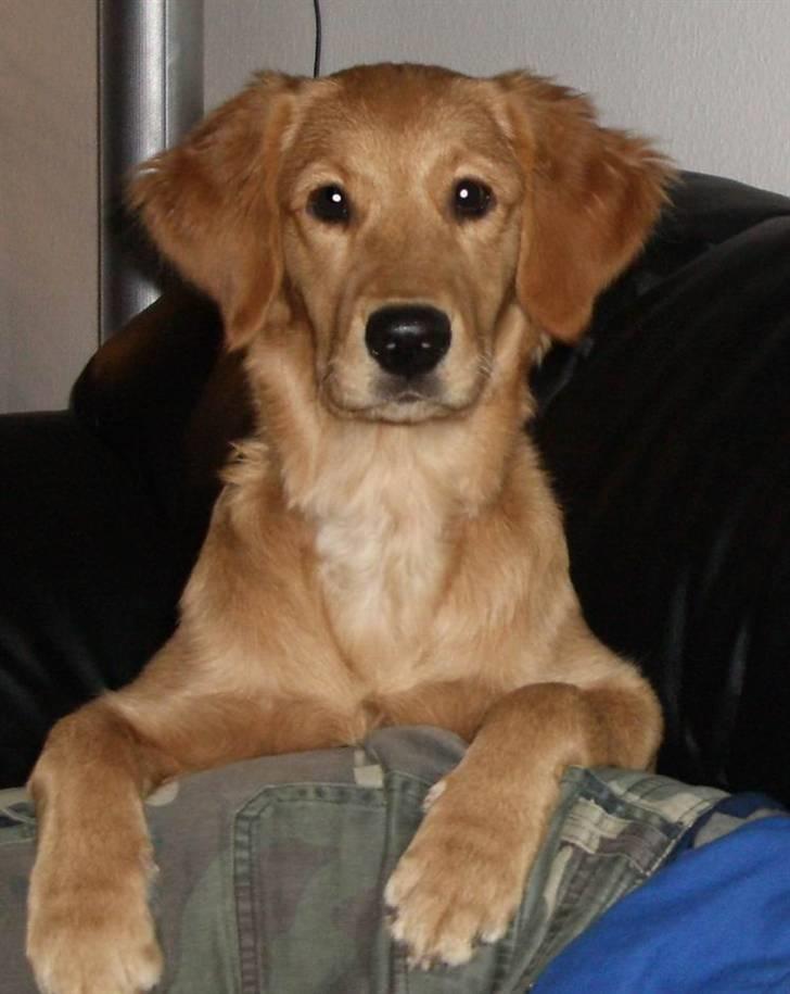 Golden retriever Missy billede 1