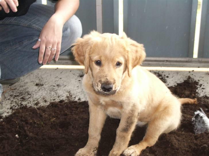 Golden retriever Missy billede 2