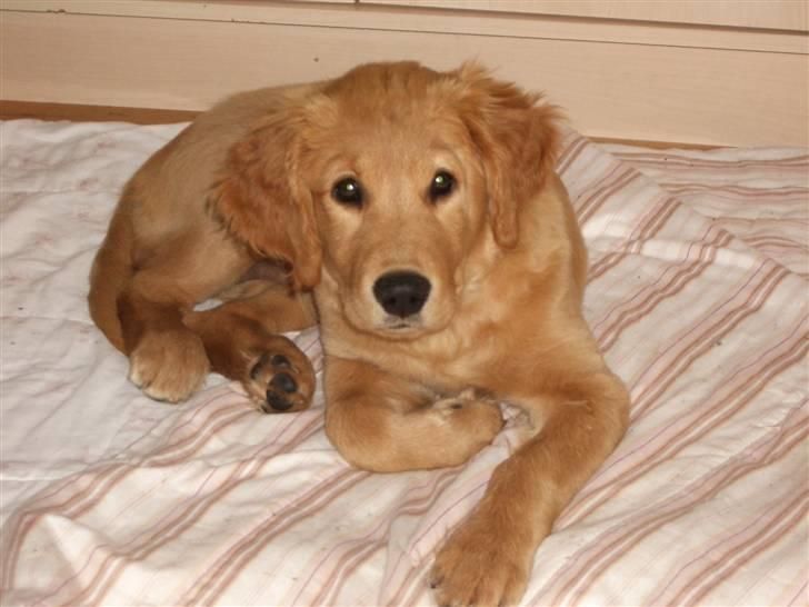 Golden retriever Missy billede 3