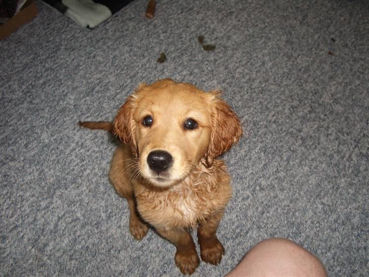 Golden retriever Missy billede 4