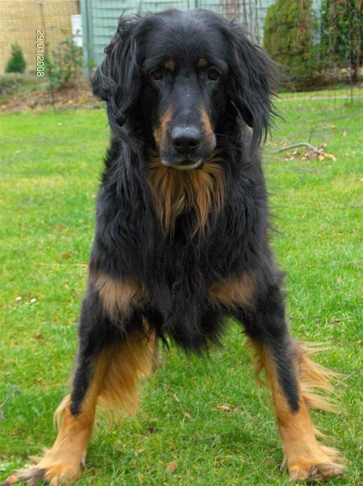 Hovawart Menia - nårh hvor du sød skat  billede 4