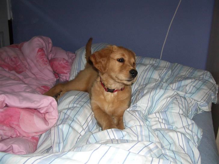 Golden retriever Missy billede 5