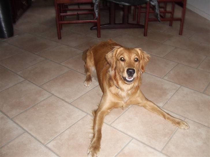 Golden retriever Missy billede 6