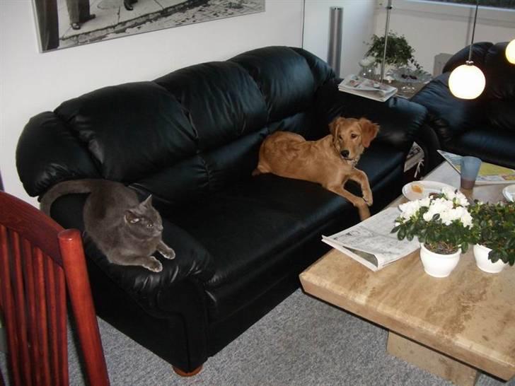 Golden retriever Missy billede 7