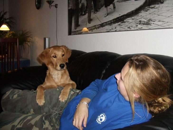 Golden retriever Missy billede 8