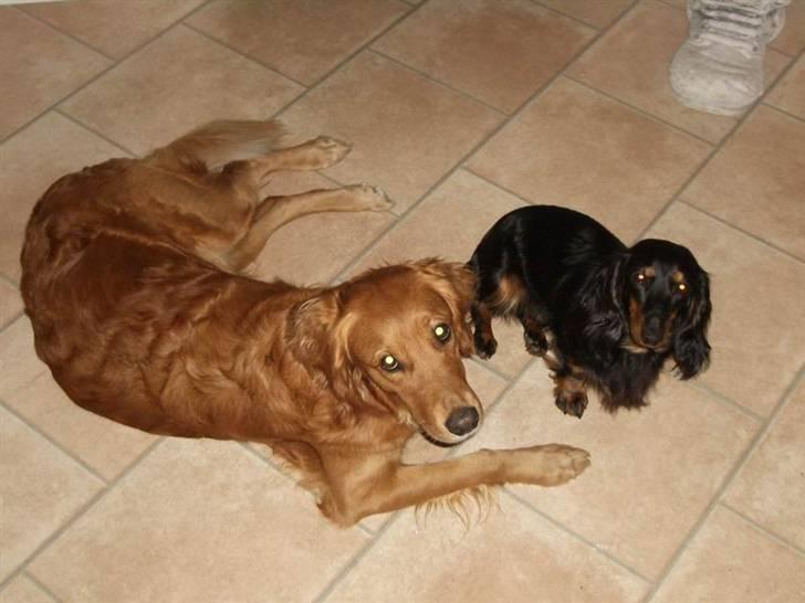 Golden retriever Missy billede 10