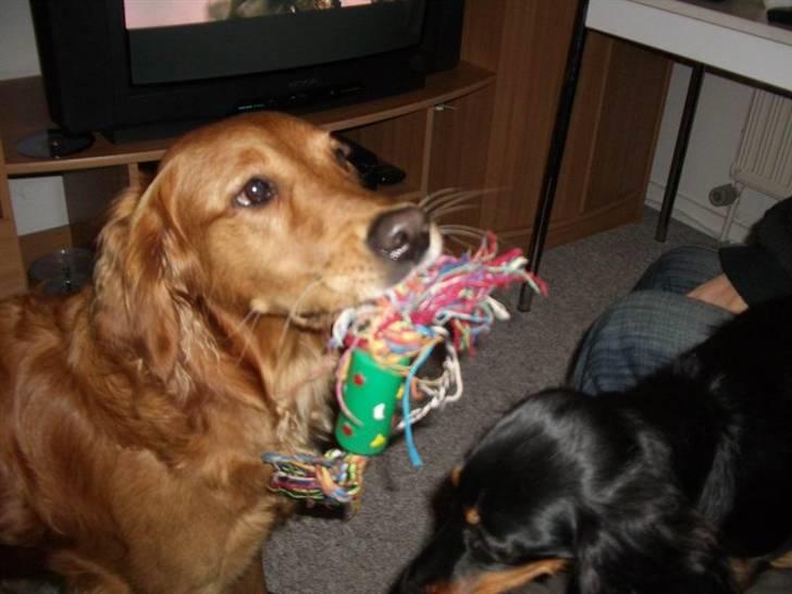 Golden retriever Missy billede 11