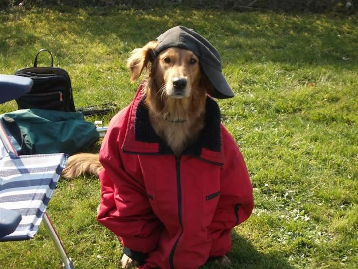 Golden retriever Missy billede 12