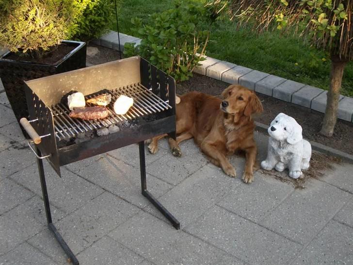 Golden retriever Missy billede 13