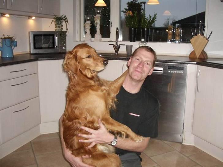 Golden retriever Missy billede 14