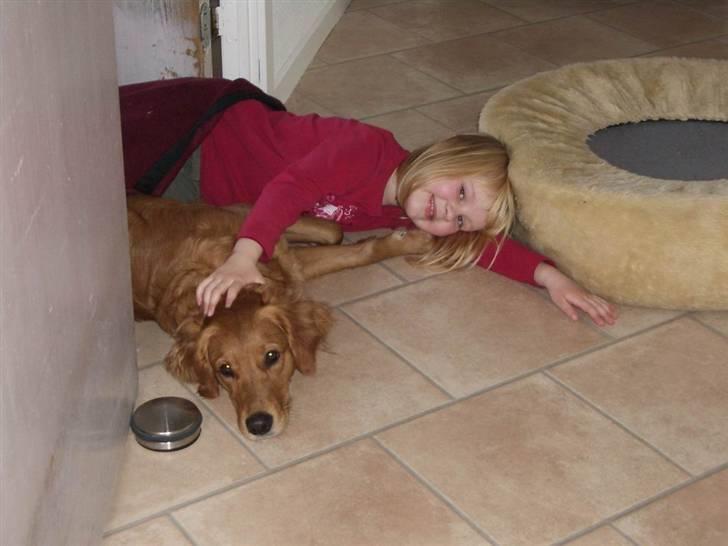 Golden retriever Missy billede 15