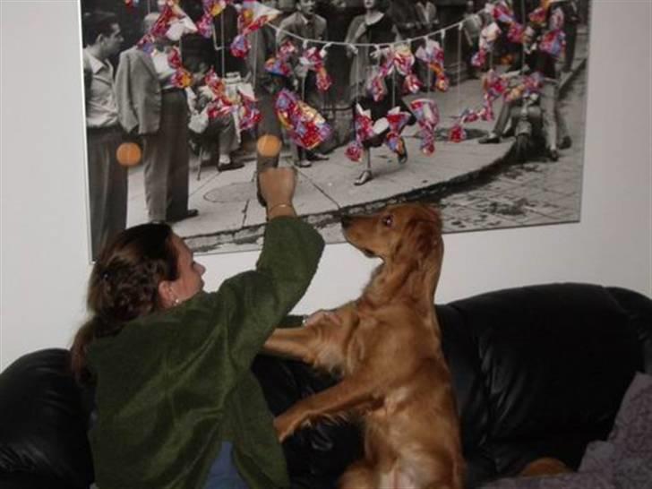 Golden retriever Missy billede 16