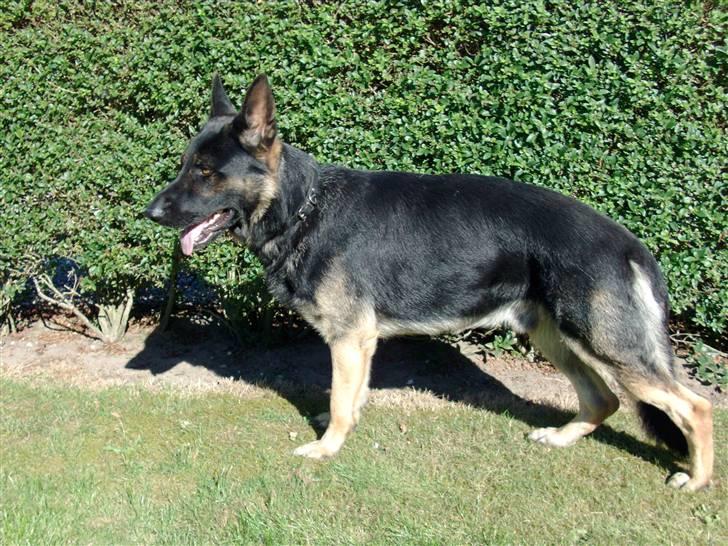 Schæferhund Rosso(schaeferdals Eros) - model vovse <333 billede 1