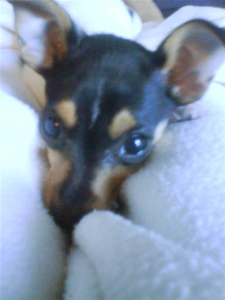 Blanding af racer Chloé billede 1