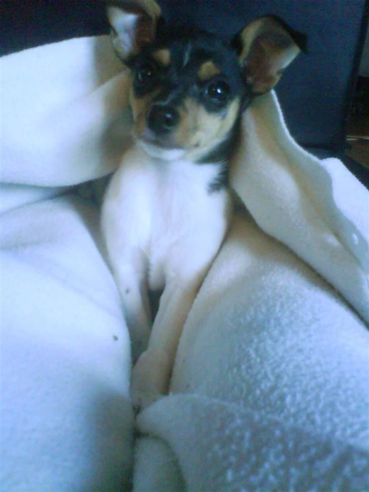 Blanding af racer Chloé billede 3